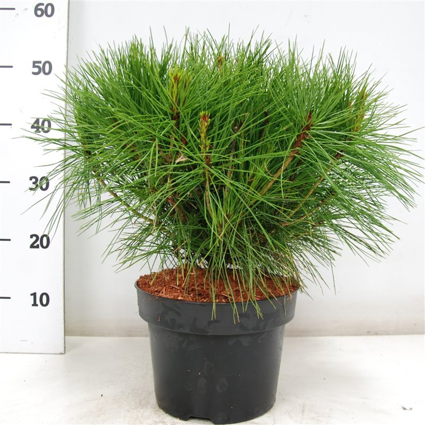 Pinus d. 'Alice Verkade' - C5 30-40 CM